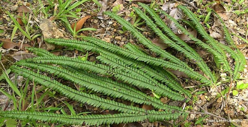 Sticherus montaguei habit