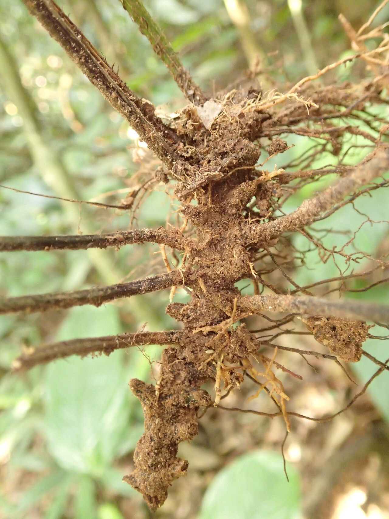 Bolbitis gemmifer other