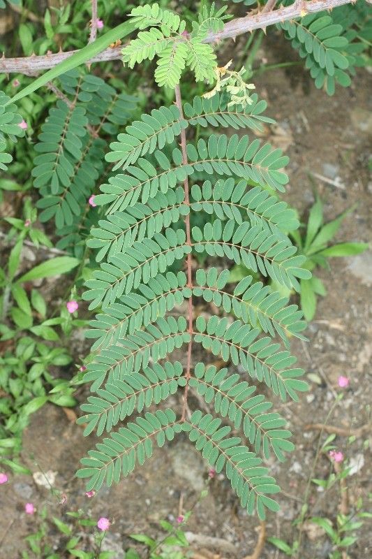 Caesalpinia decapetala leaf