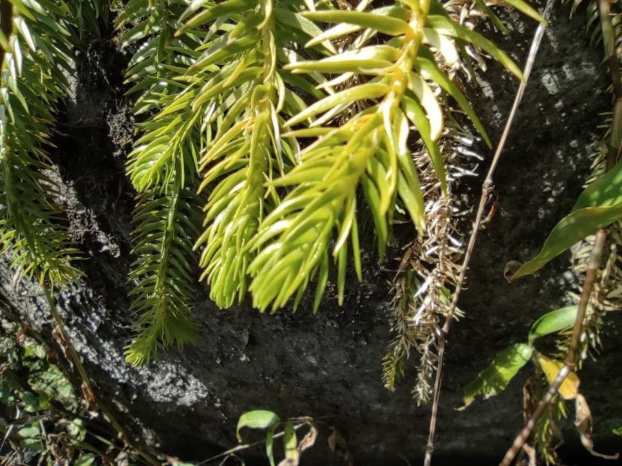 Phlegmariurus squarrosus — search result for 'Lycopodiaceae'