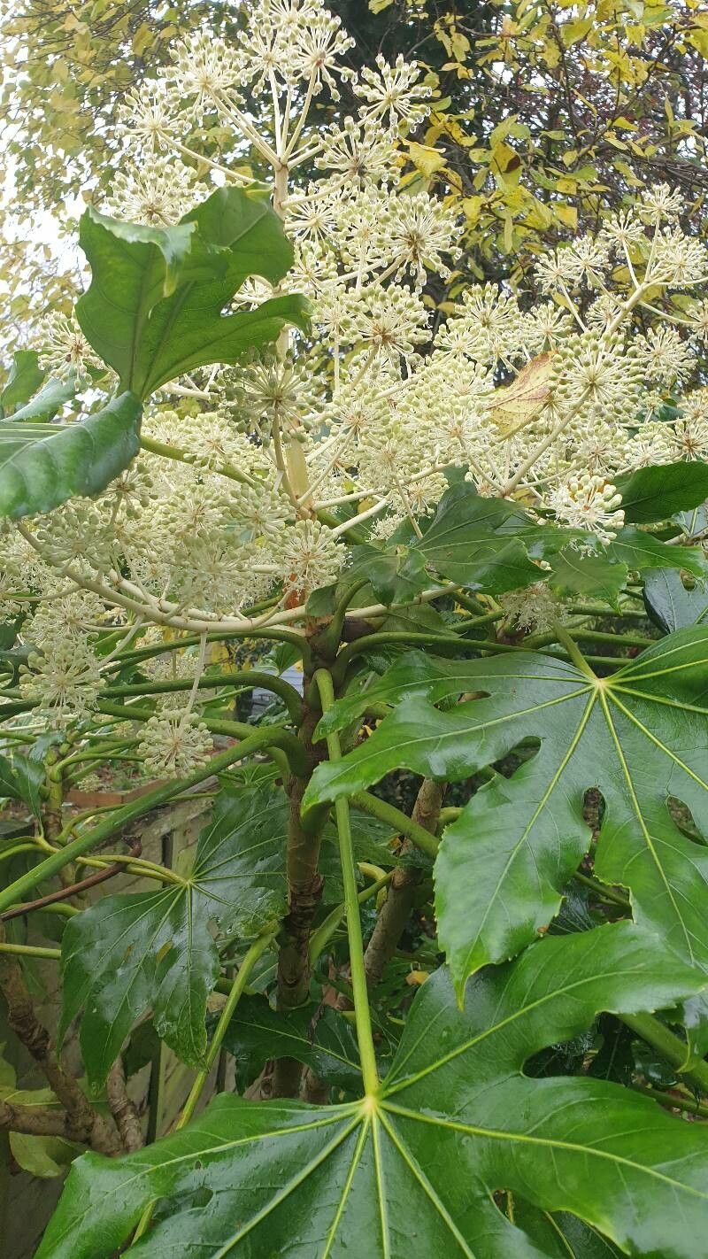 × Fatshedera lizei flower