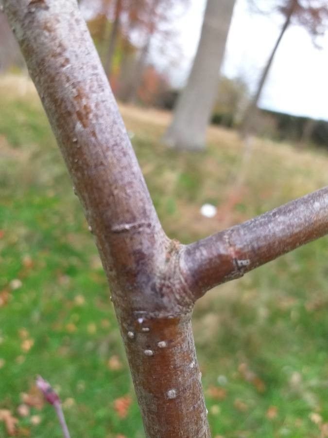 Sorbus glomerulata bark