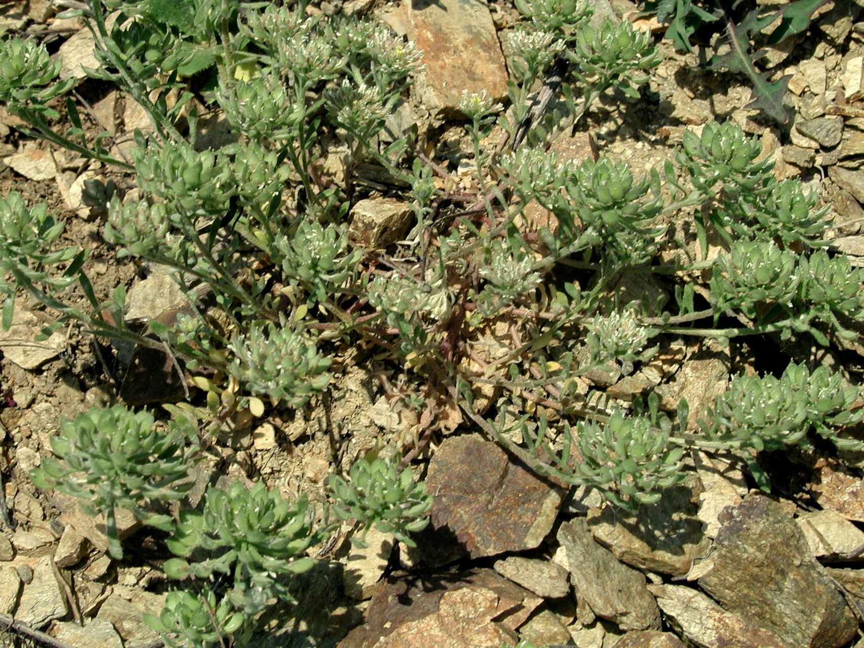 Alyssum umbellatum fruit