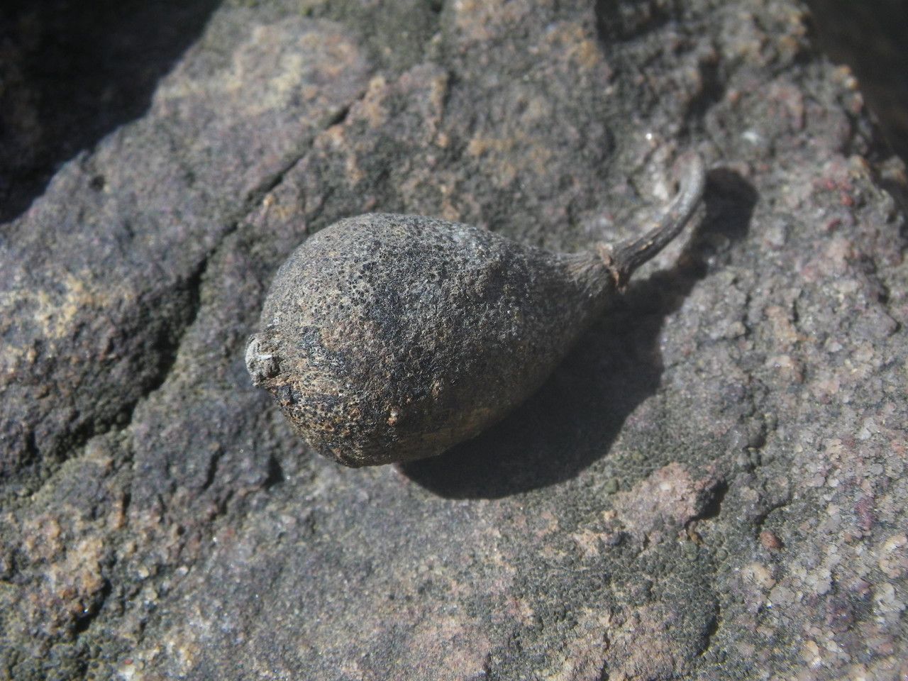 Ficus abutilifolia fruit