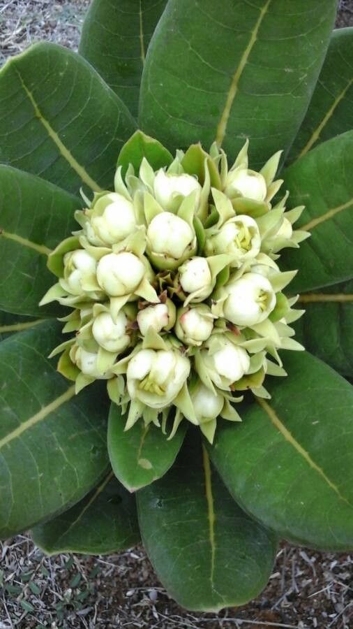 Xanthostemon ferrugineus flower