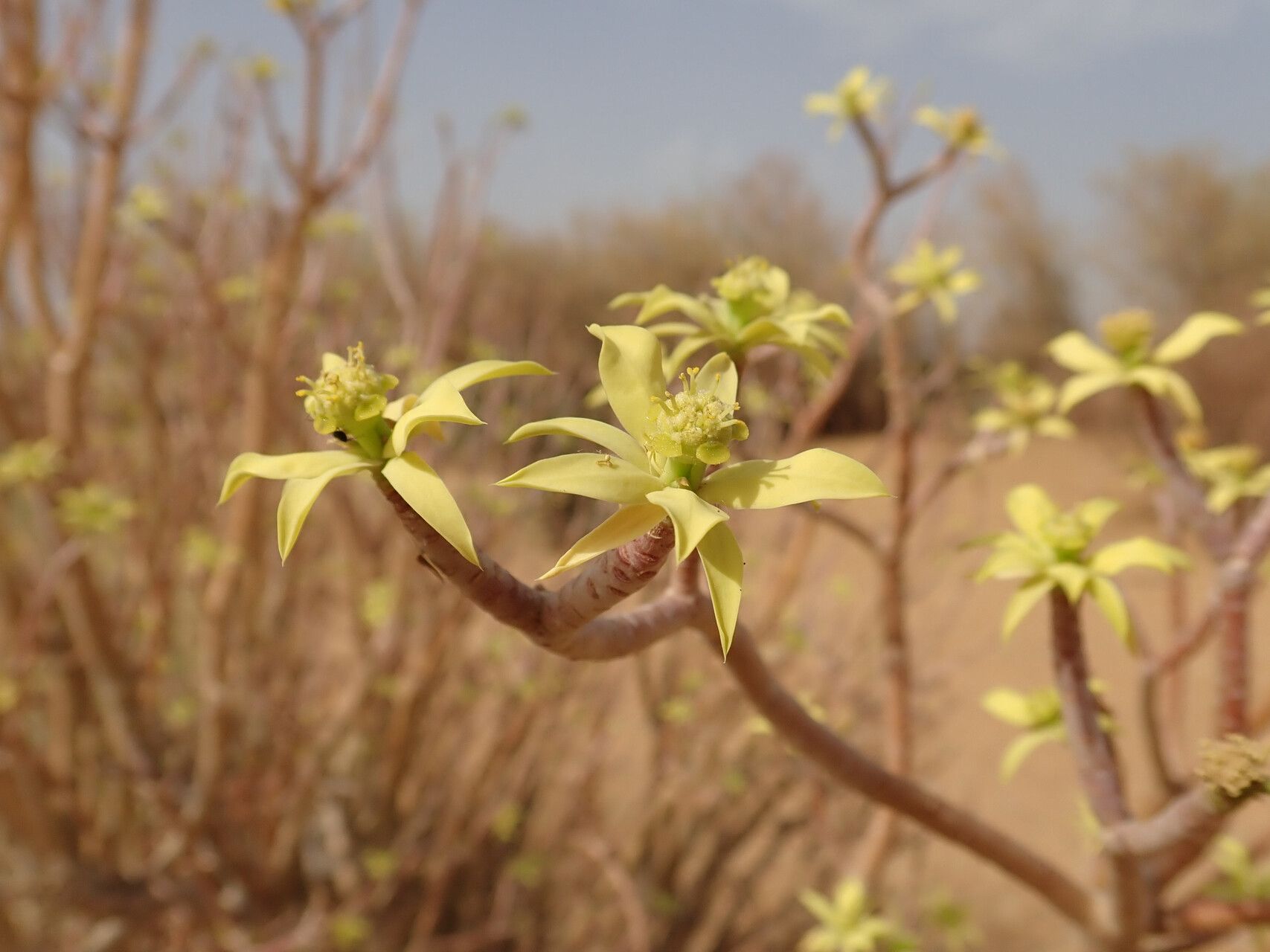 Euphorbia sepium — houseplant care guide