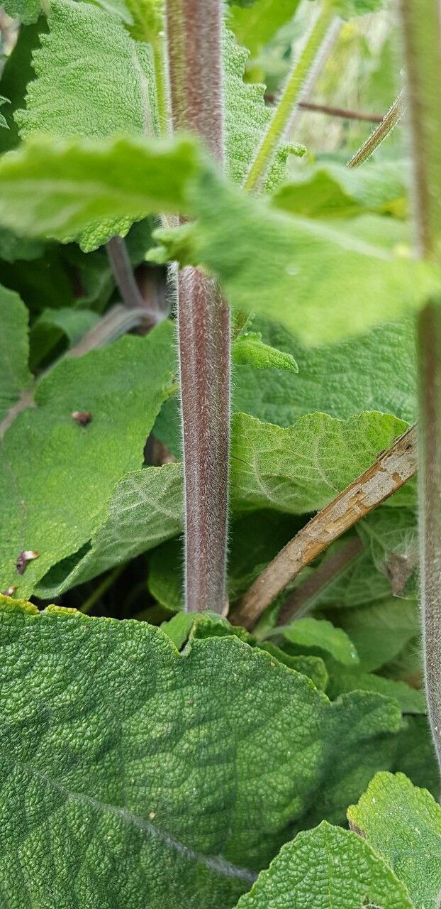Salvia hierosolymitana bark