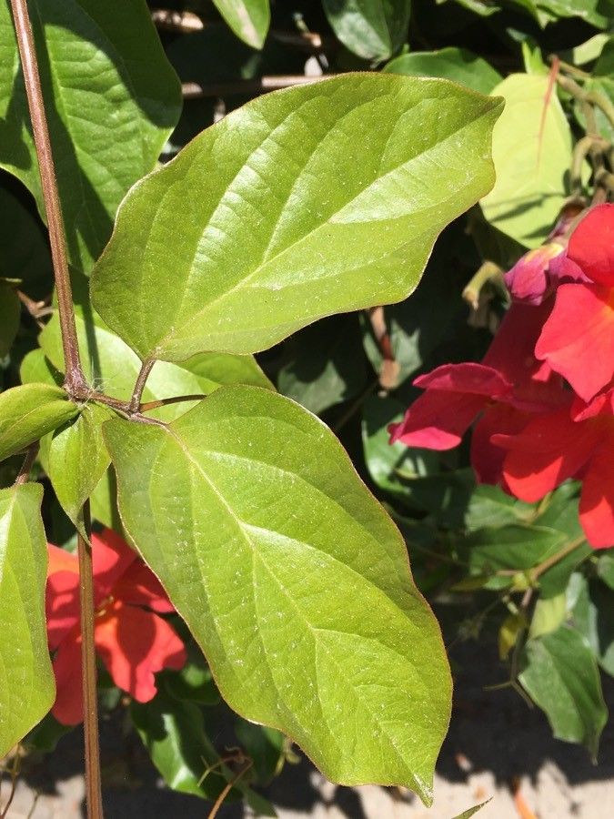 Amphilophium buccinatorium leaf