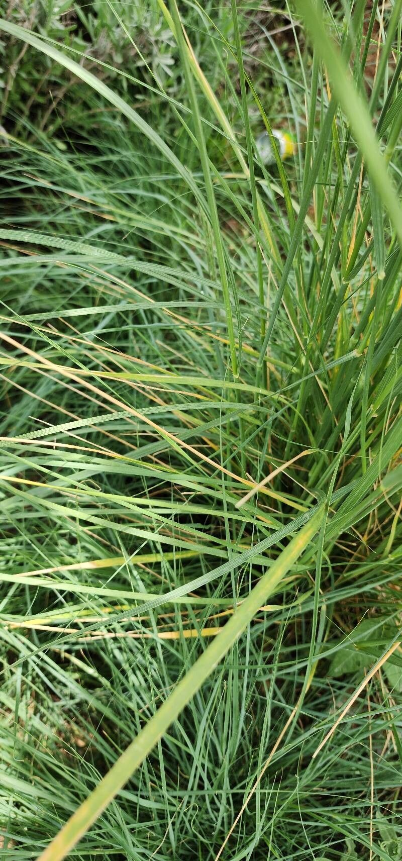 Thinopyrum obtusiflorum leaf