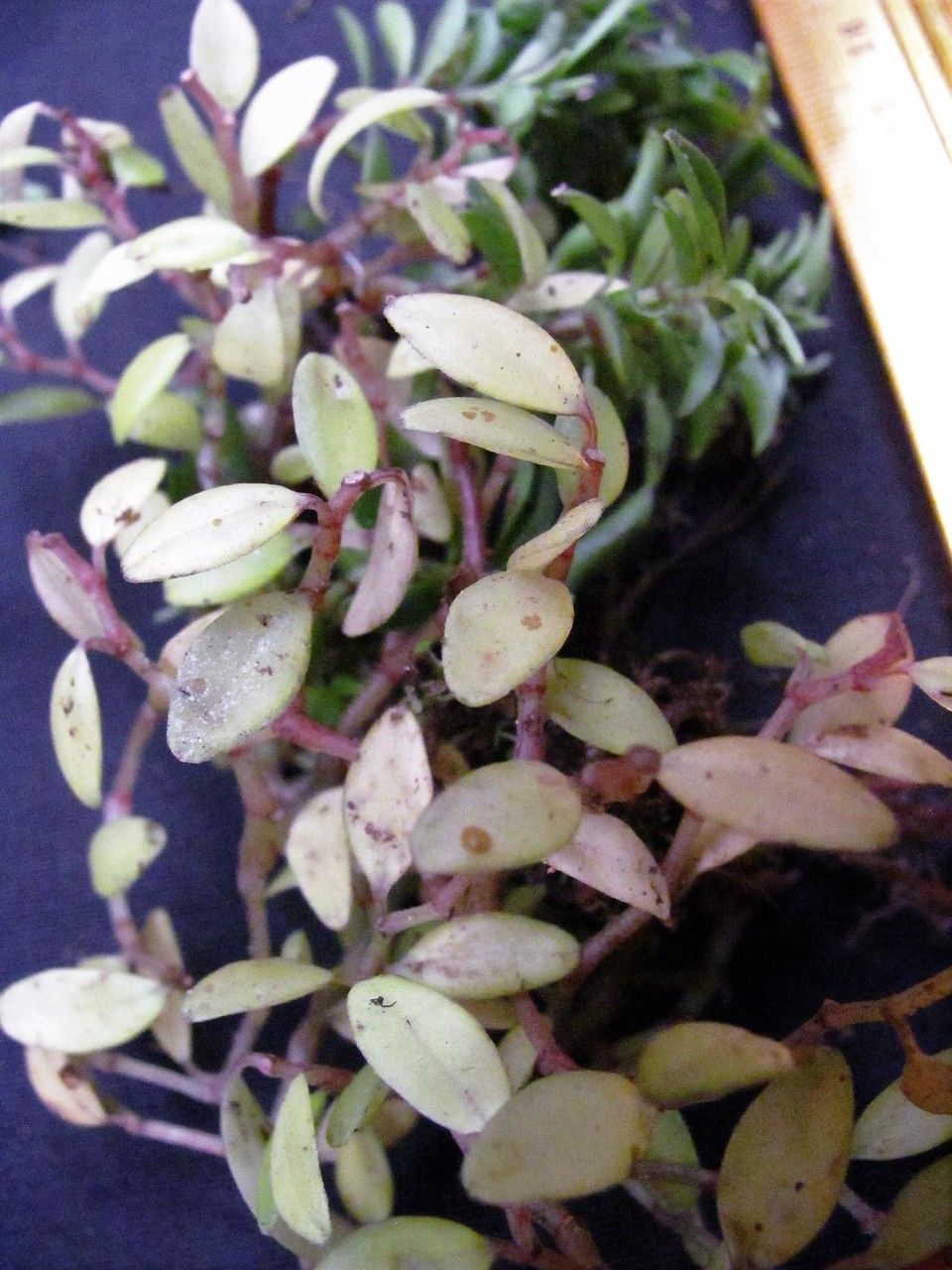 Peperomia candelaber other