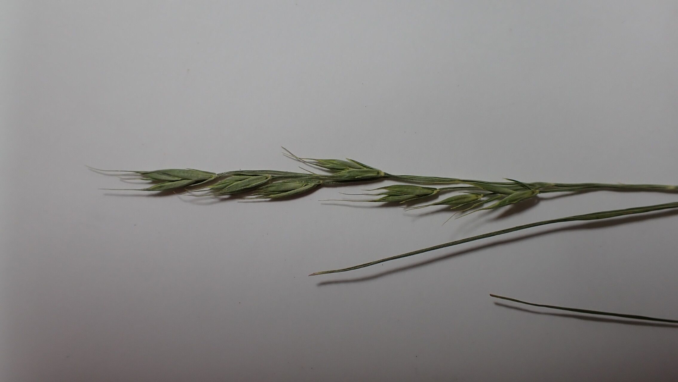 Festuca polycolea — houseplant care guide