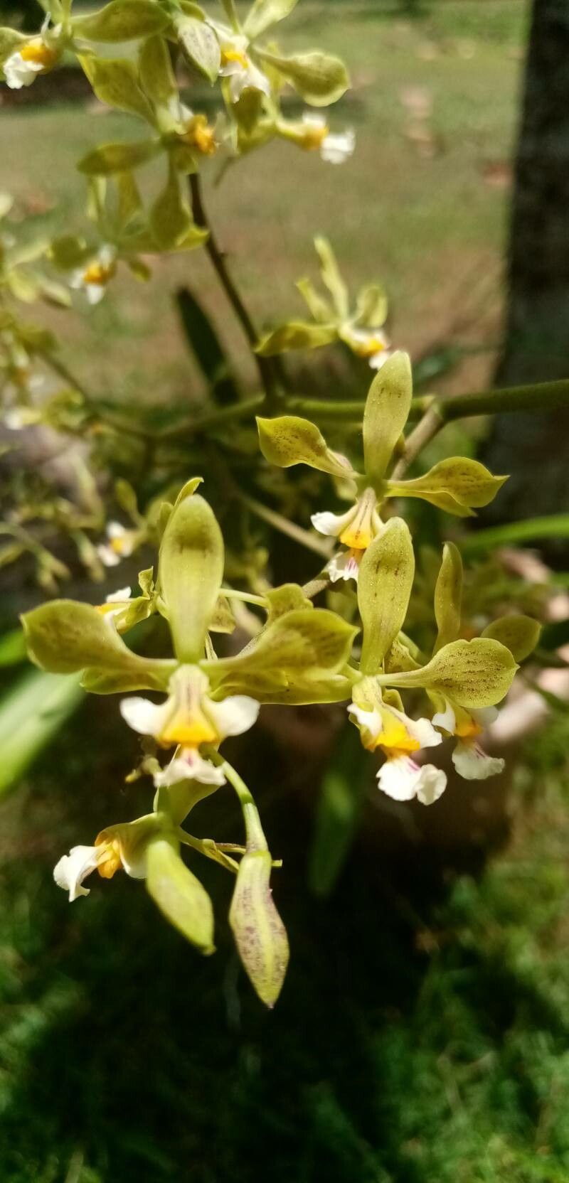 Encyclia granitica — houseplant care guide