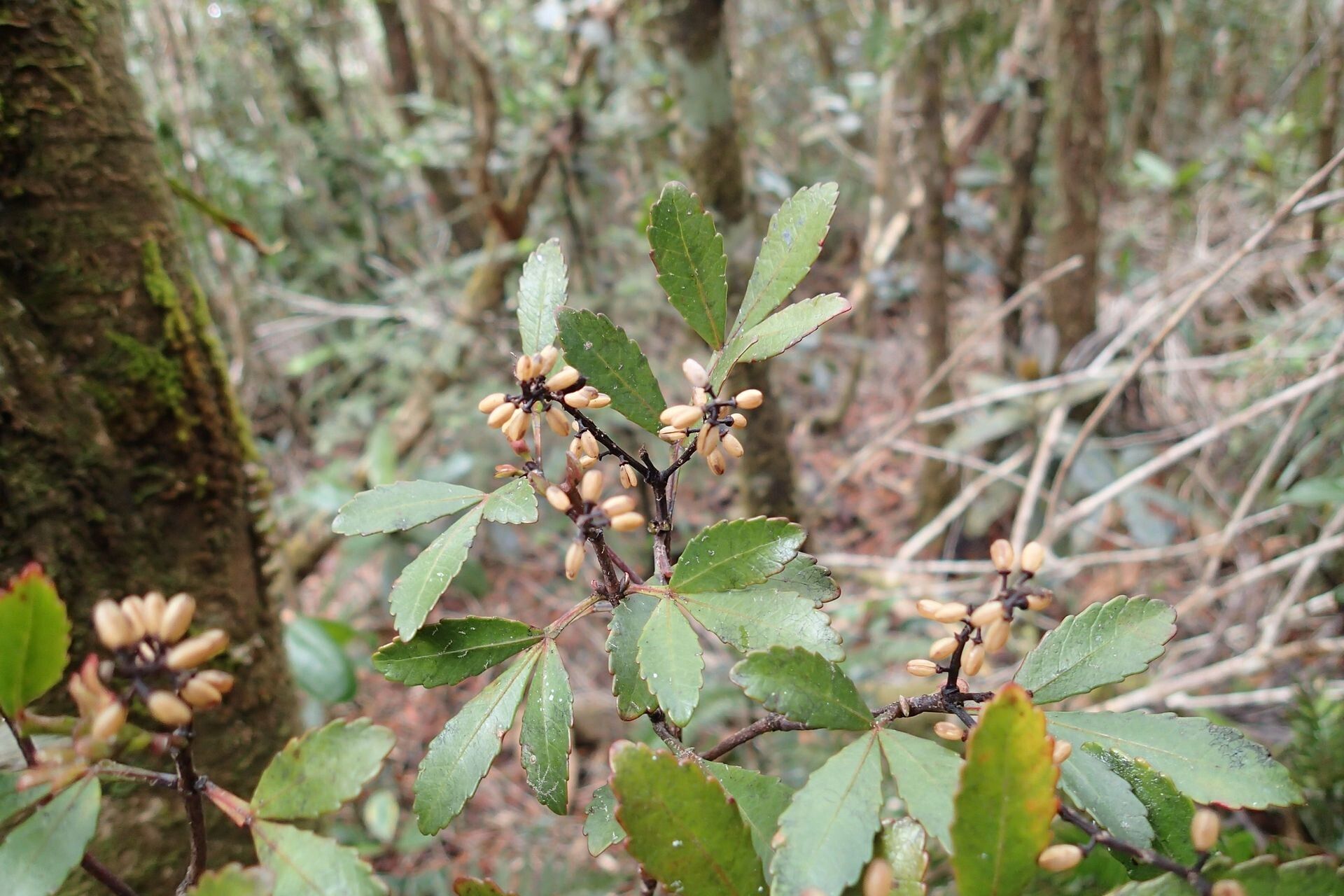Cunonia montana leaf