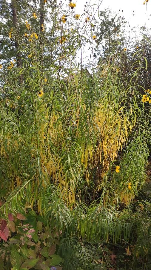 Helianthus salicifolius habit