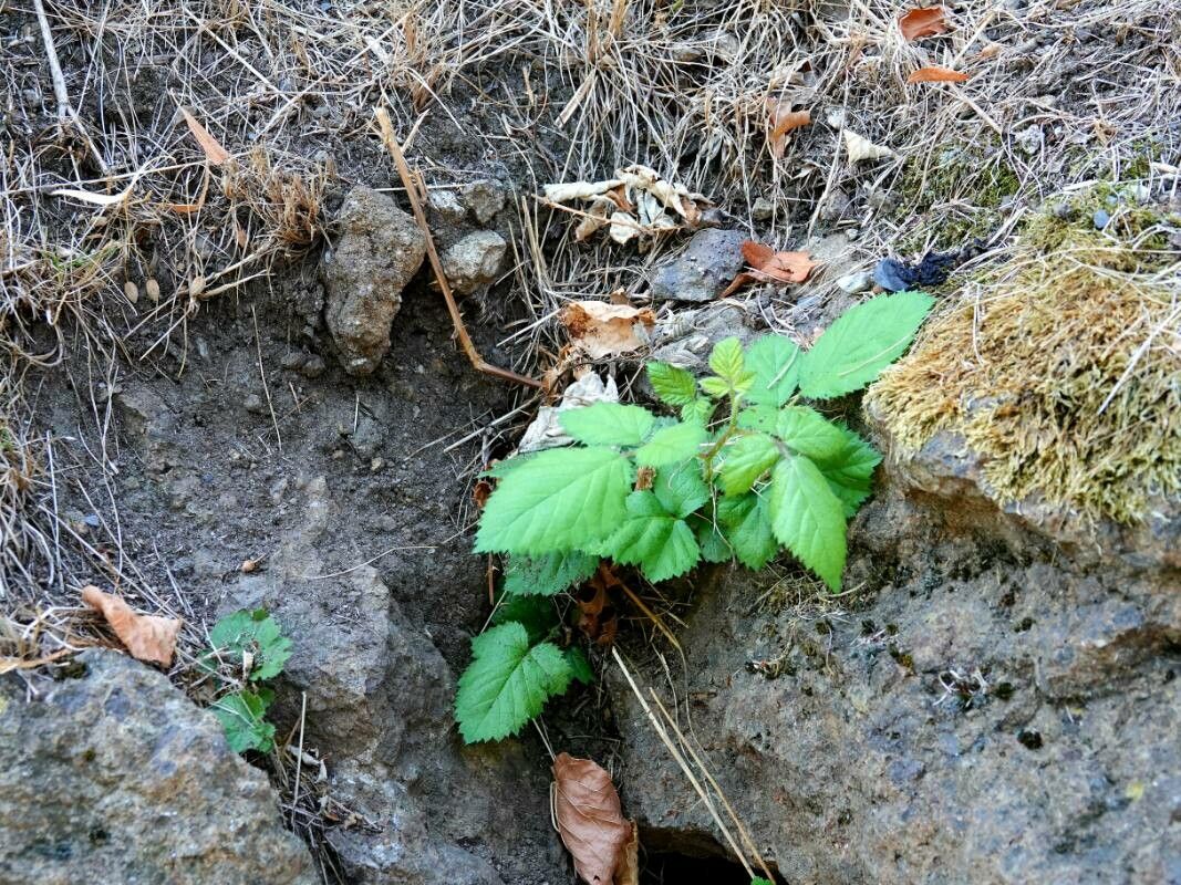 Rubus camptostachys — search result for 'Rubus'