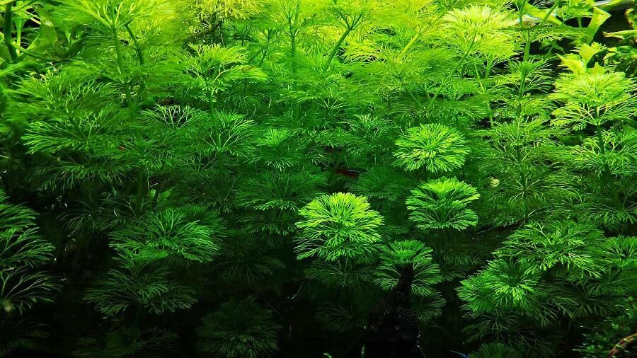 Limnophila indica — search result for 'Plantaginaceae'