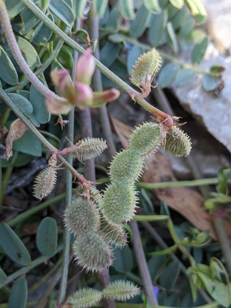 Sulla spinosissima fruit