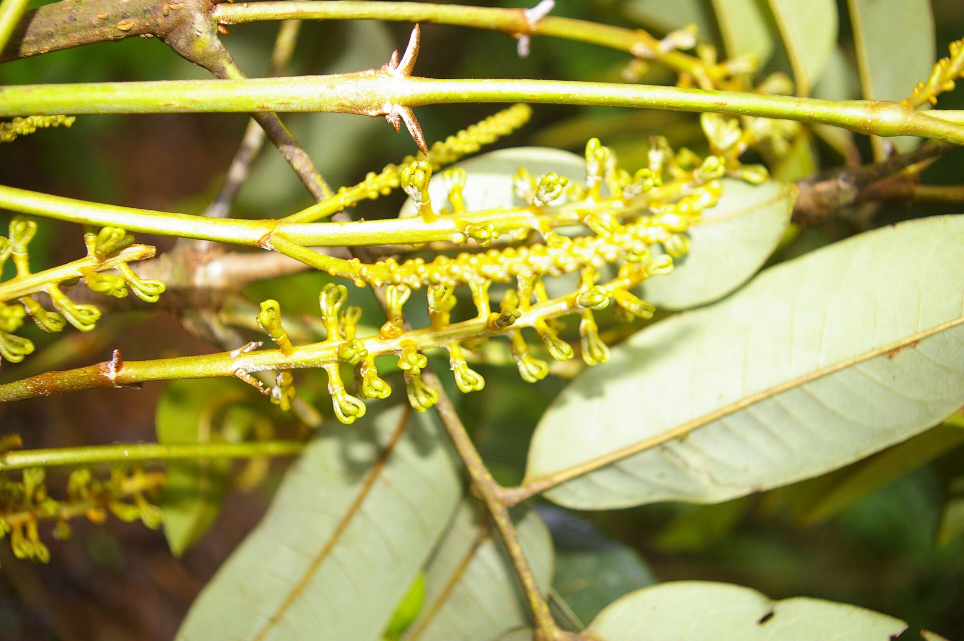 Alfaroa guanacastensis flower