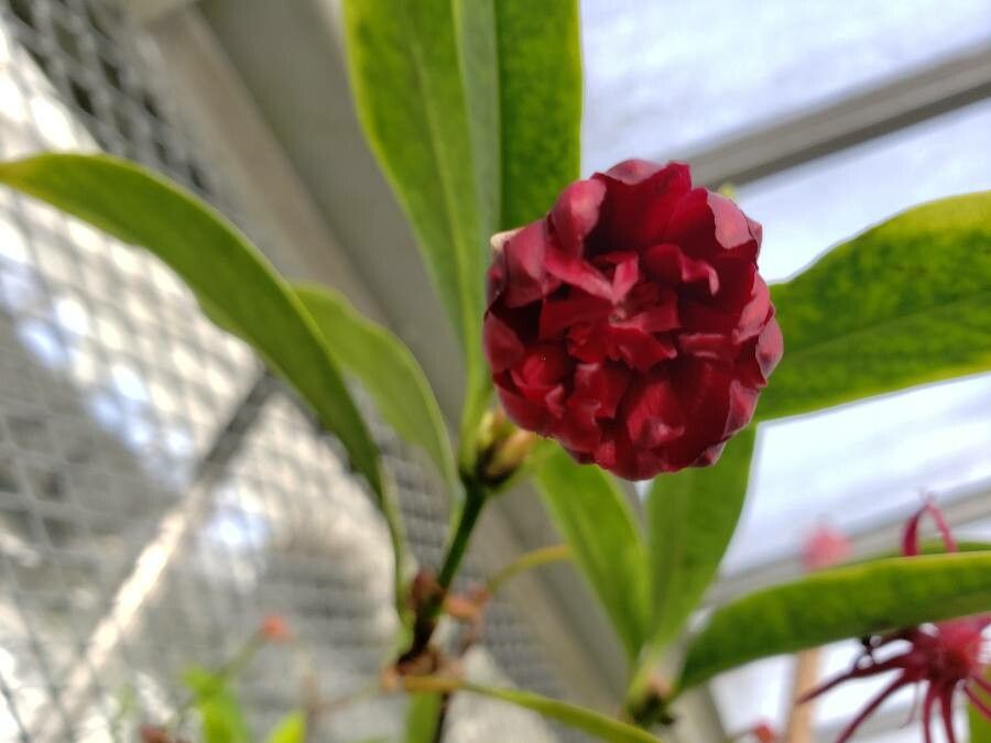 Illicium mexicanum flower