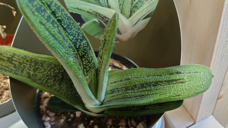 Gasteria batesiana leaf