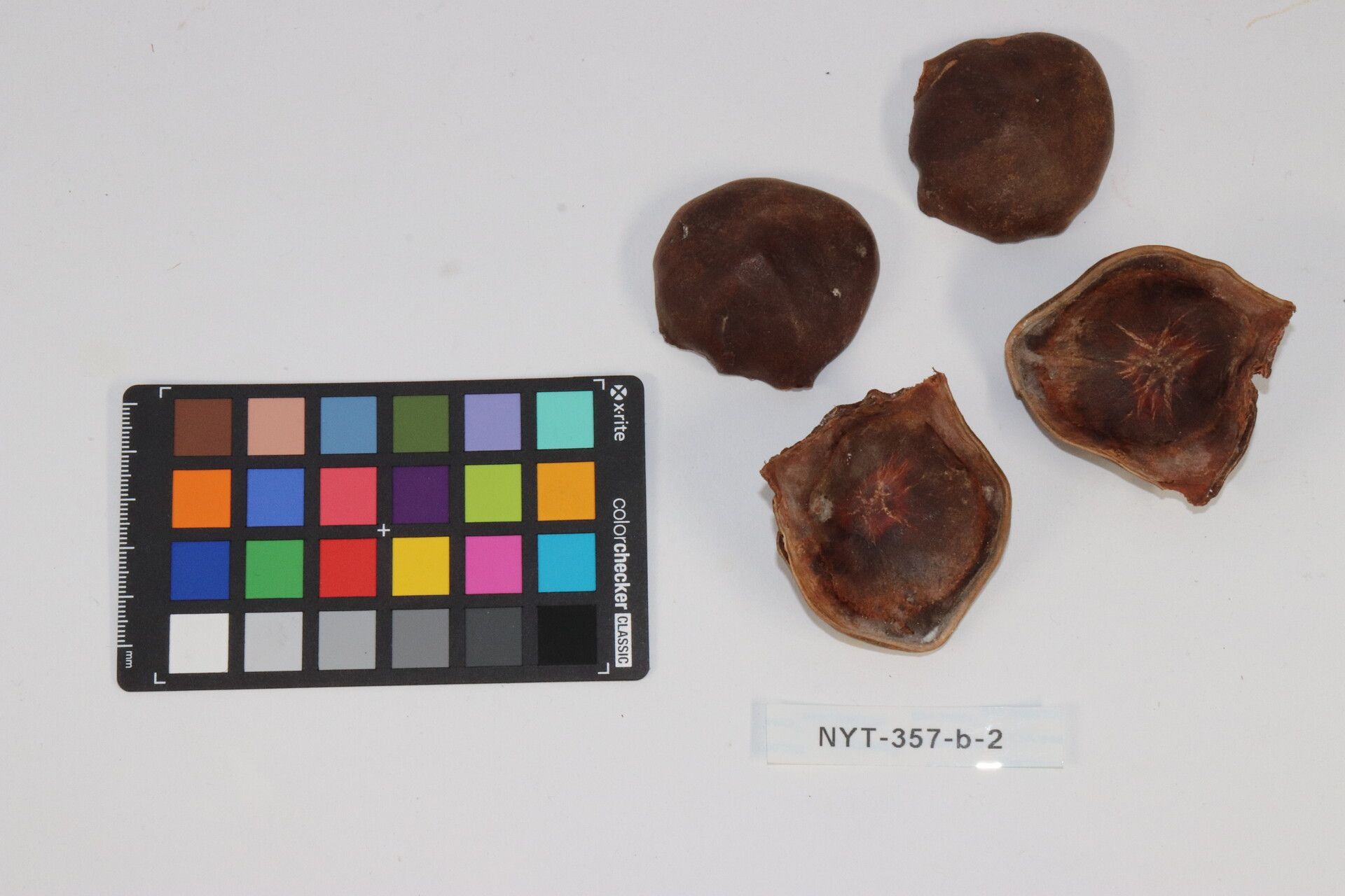 Archidendron jiringa fruit