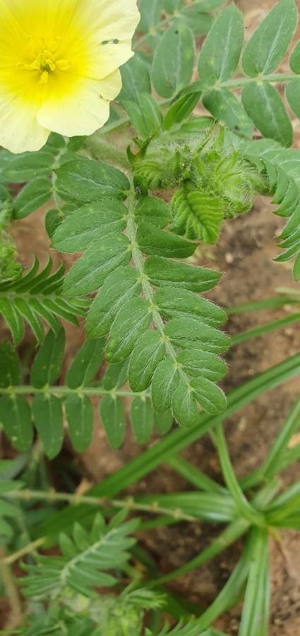 Tribulus zeyheri leaf