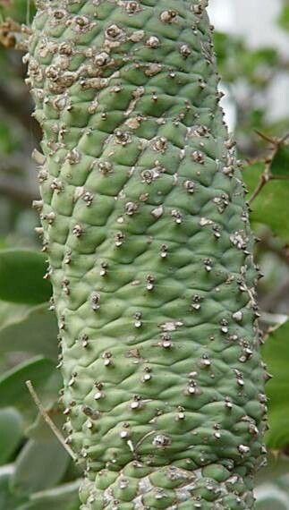 Euphorbia monteiroi bark