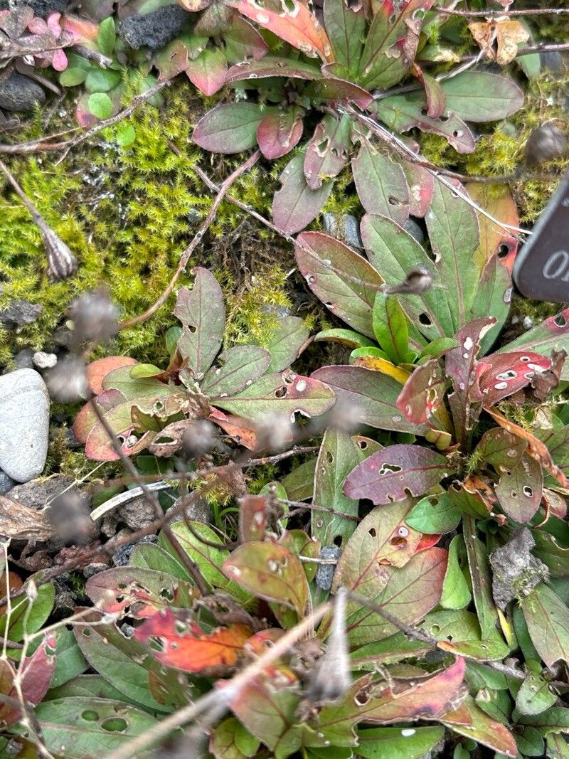 Oenothera perennis — search result for 'Oenothera'