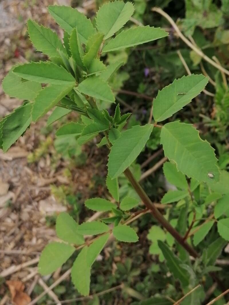 Trigonella esculenta leaf