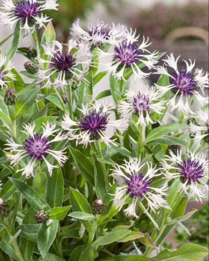 Centaurea mollis flower