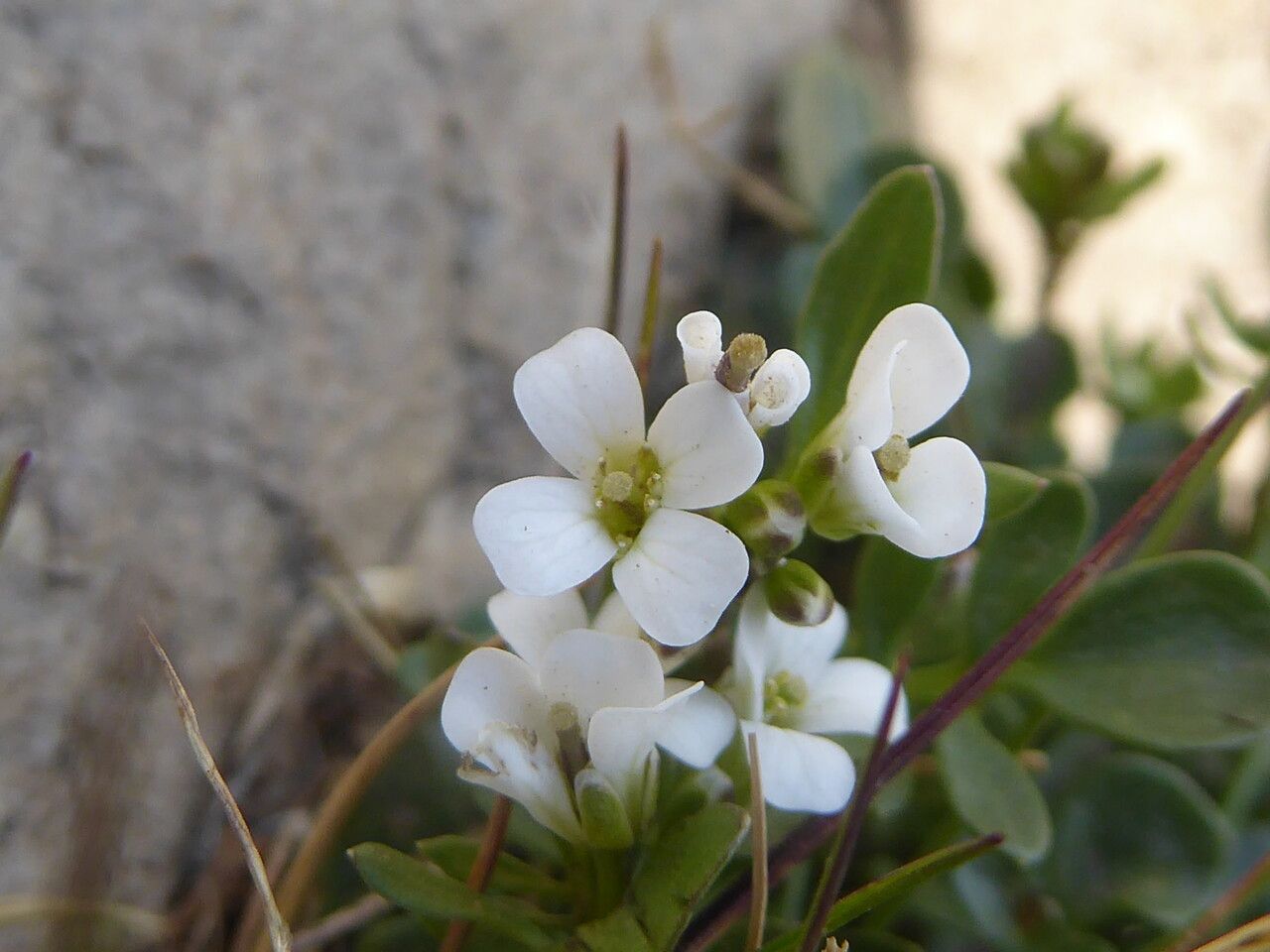 Cardamine resedifolia flower