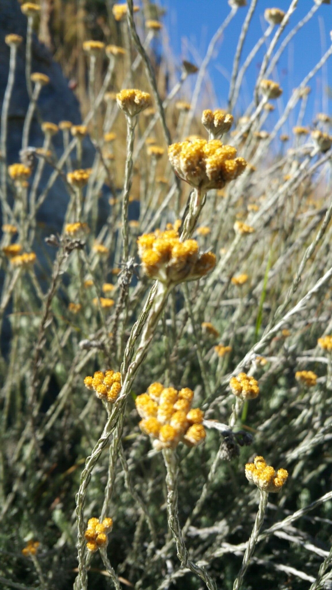 Helichrysum lecomtei flower
