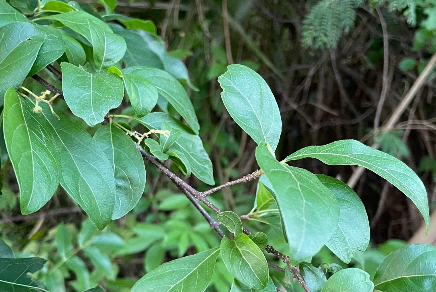 Guettarda elliptica leaf
