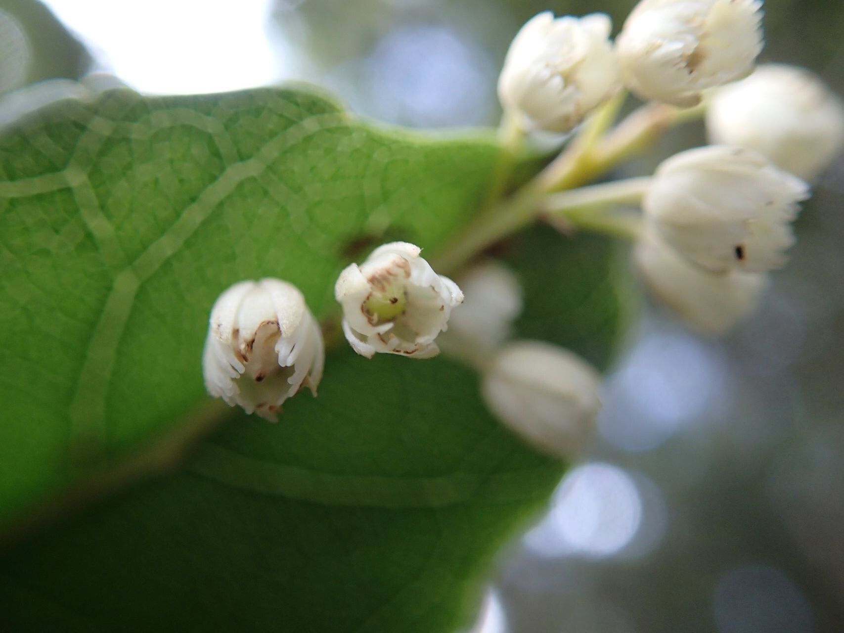 Elaeocarpus dognyensis flower
