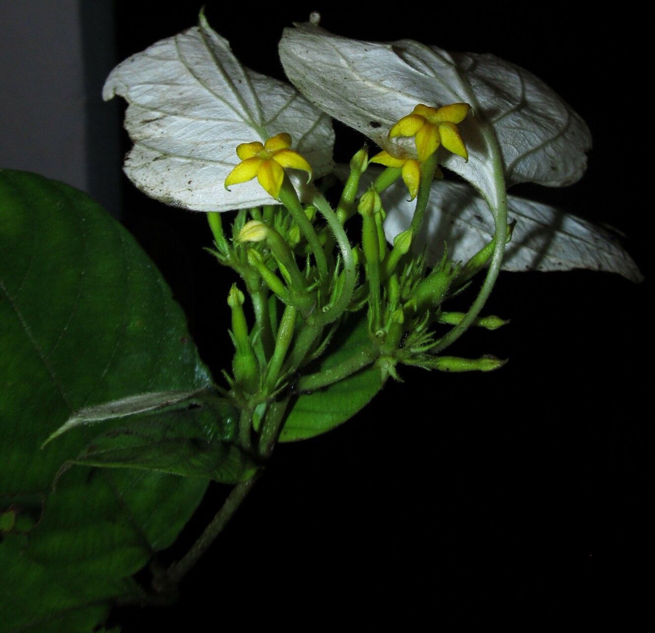 Mussaenda tenuiflora — search result for 'Mussaenda'