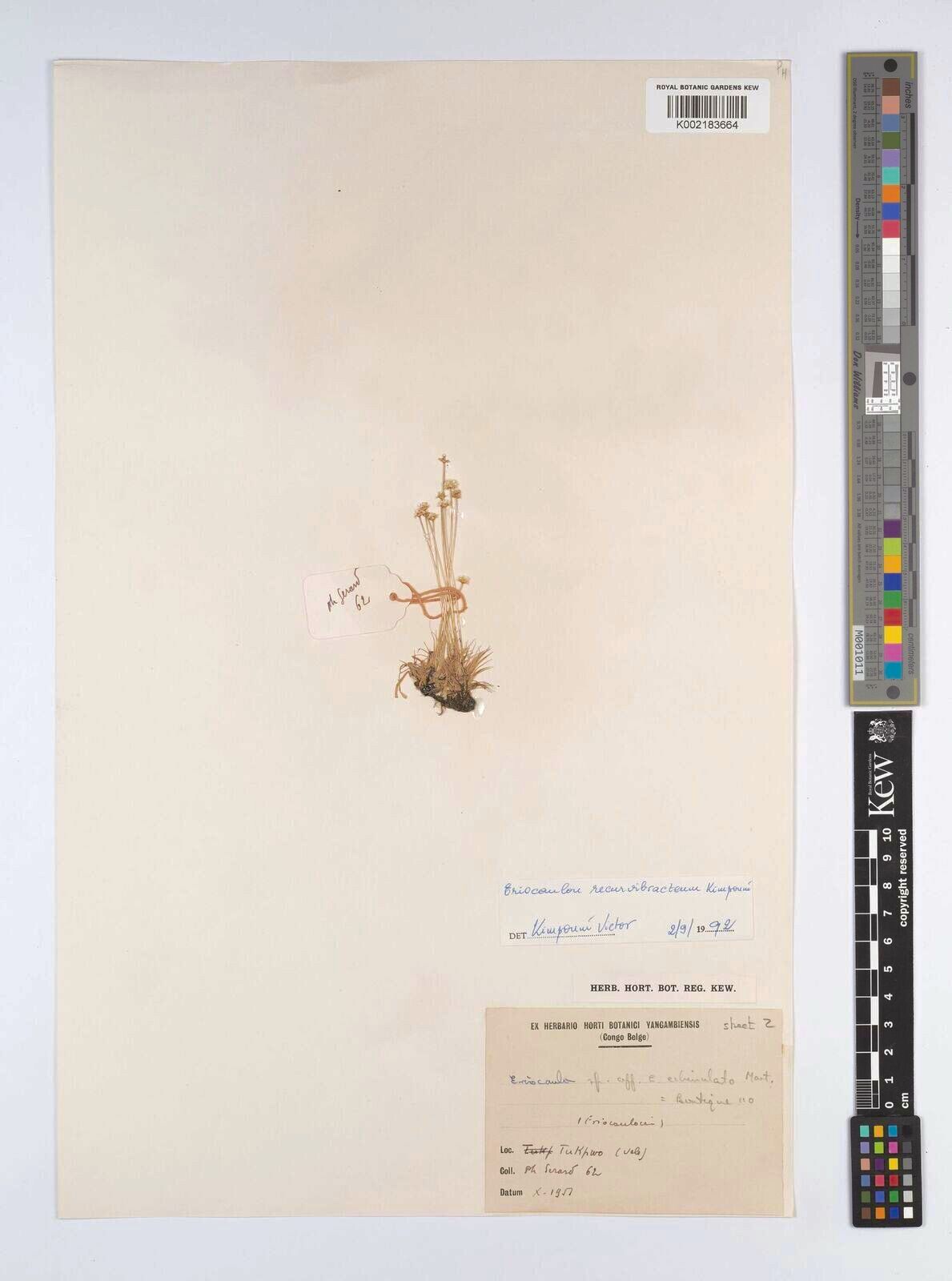 Eriocaulon recurvibracteum — houseplant care guide