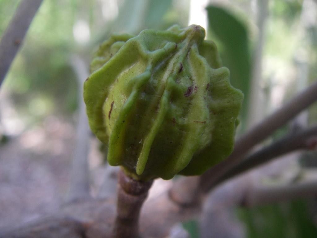 Dysoxylum minutiflorum fruit
