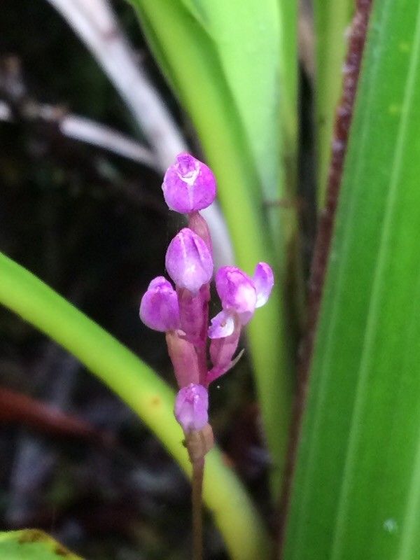 Cynorkis paradoxa flower