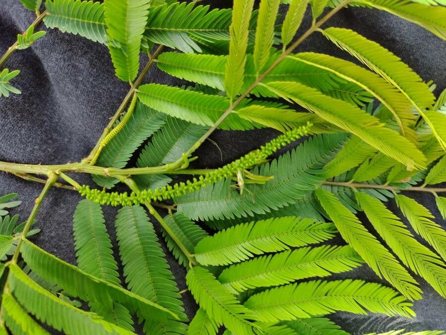 Piptadenia gonoacantha flower