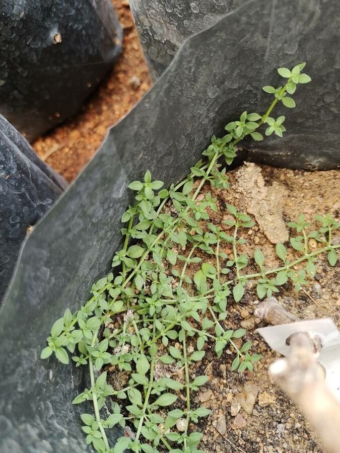 Dentella repens habit