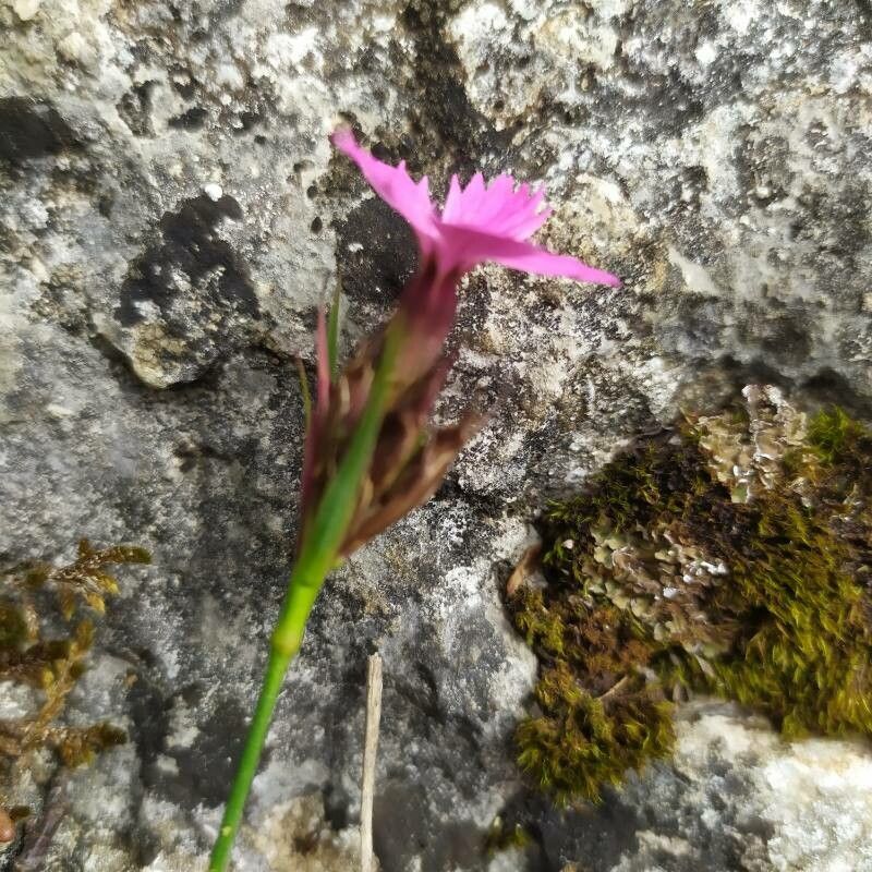 Dianthus carthusianorum fruit