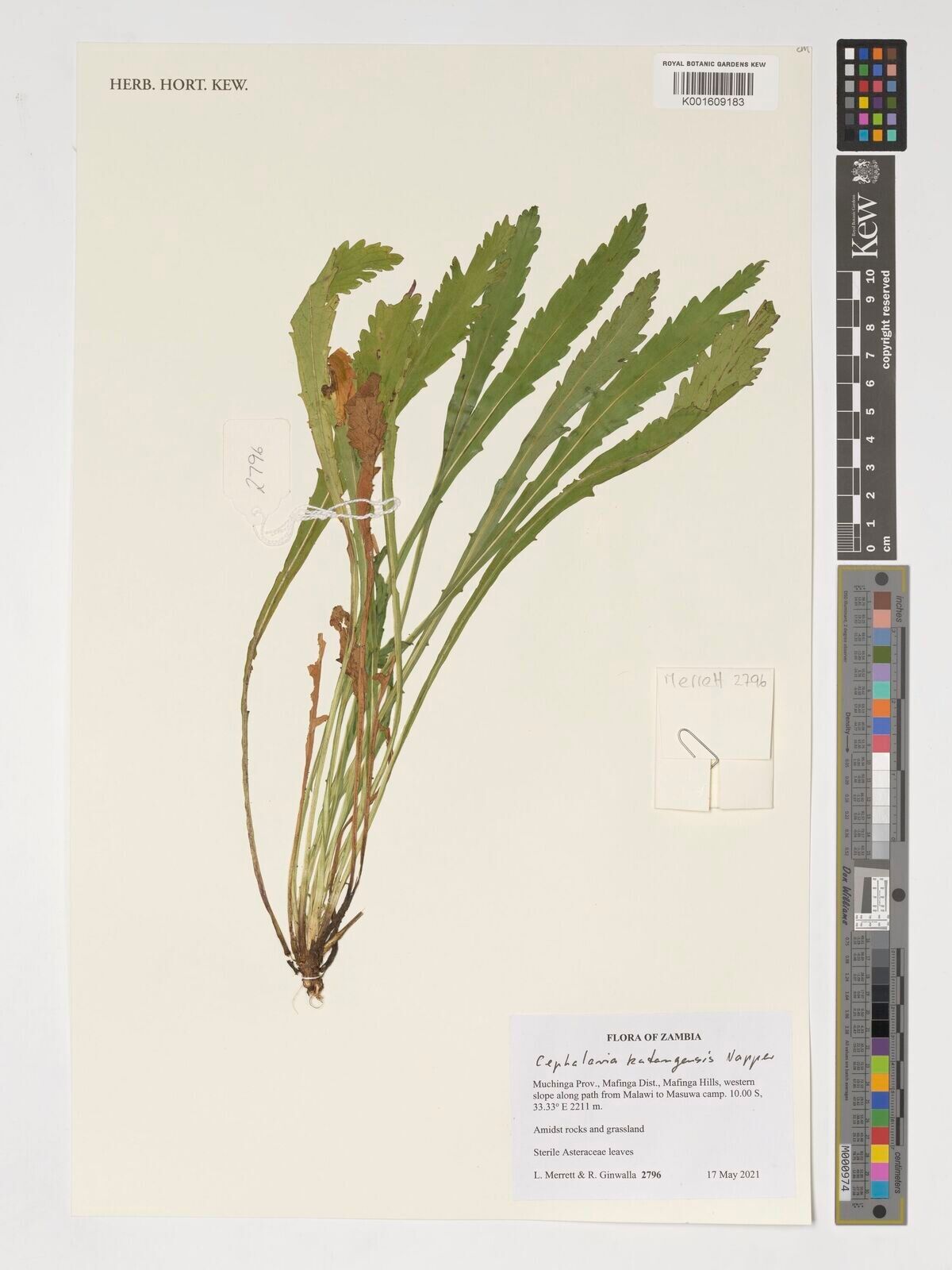 Cephalaria katangensis — search result for 'Cephalaria'