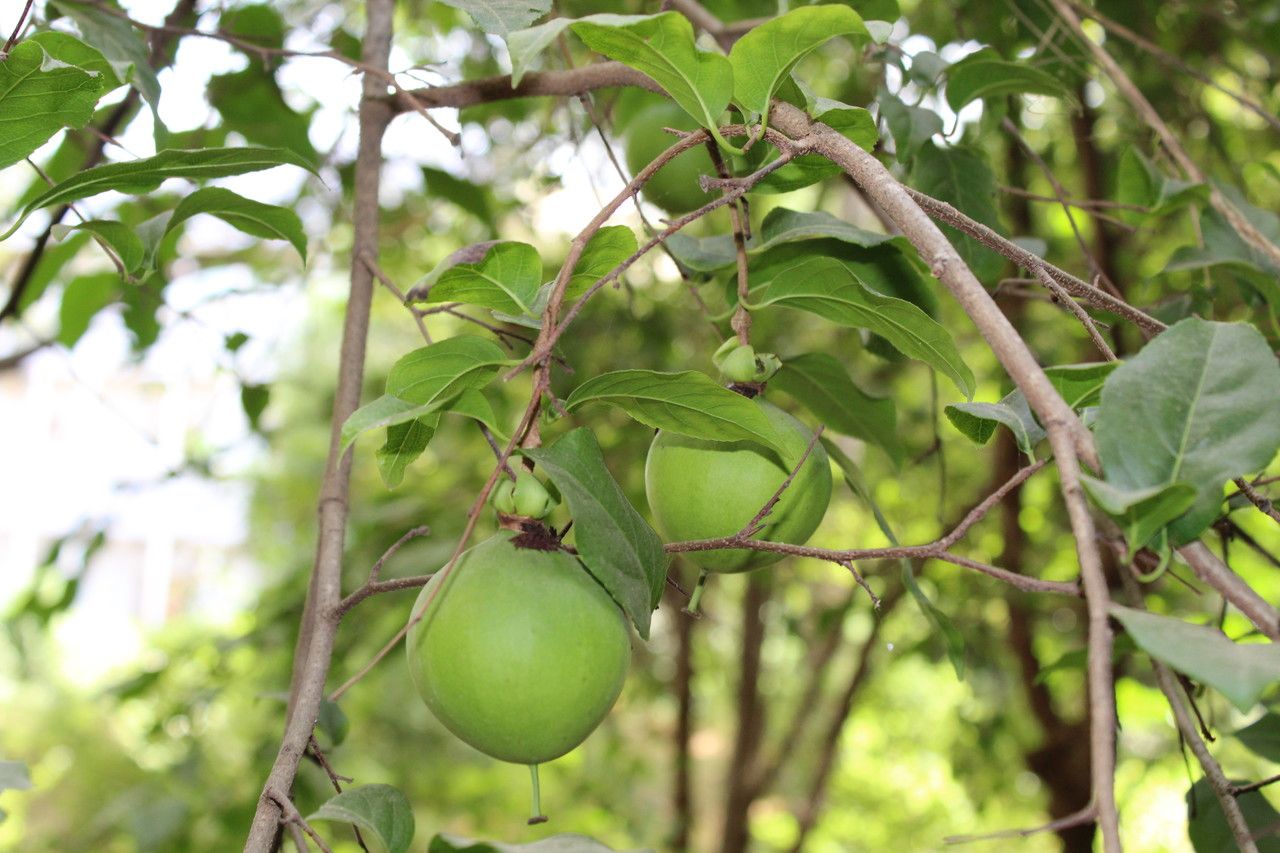 Oncoba spinosa fruit