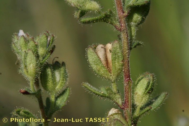 Veronica praecox fruit