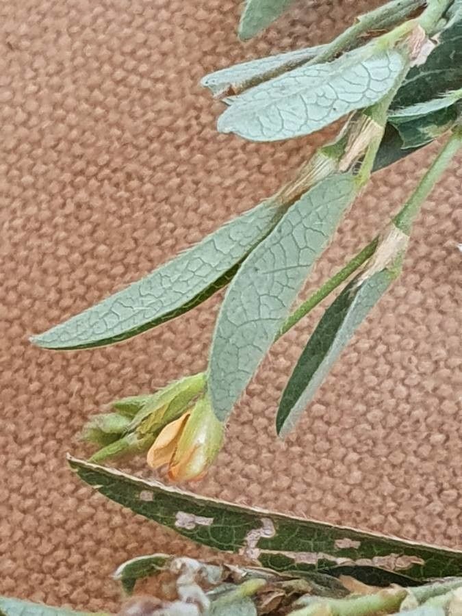 Alysicarpus glumaceus leaf