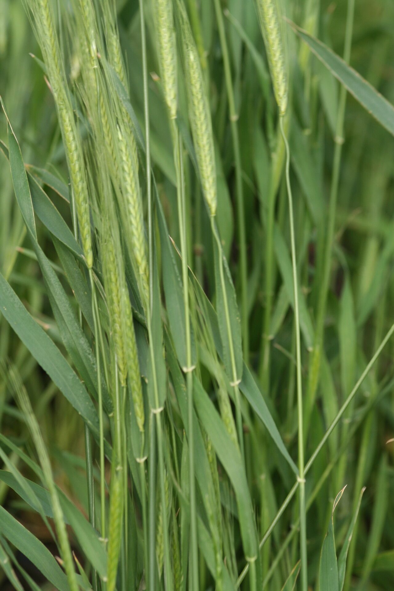 Triticum monococcum flower