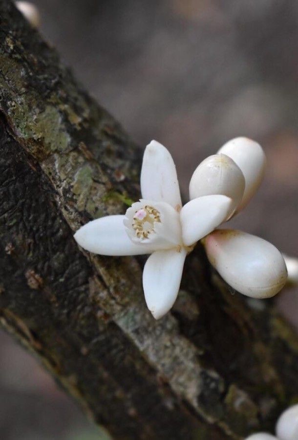 Dysoxylum macranthum flower