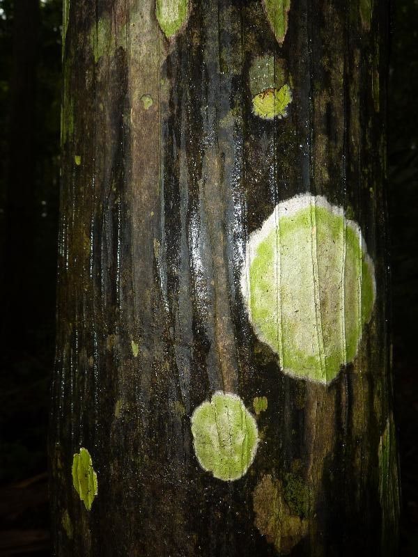 Oenocarpus bataua bark