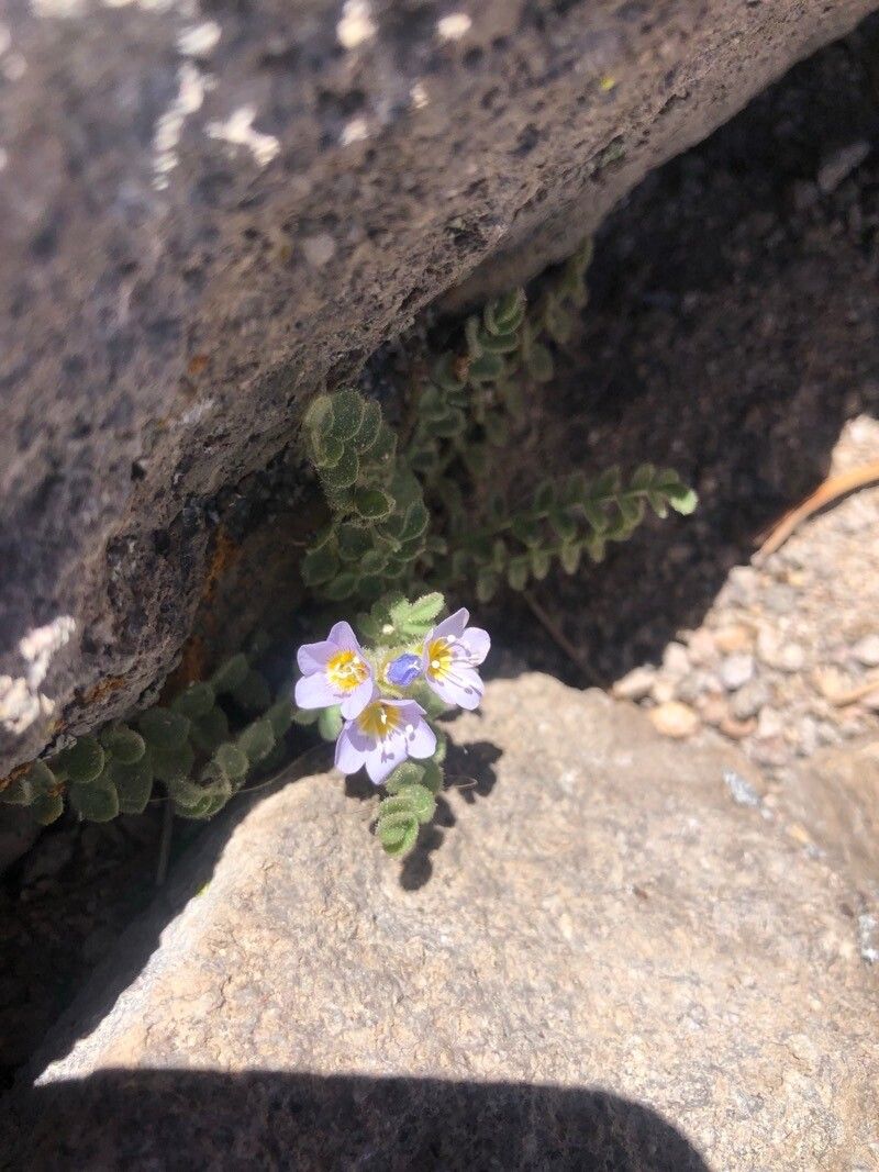 Polemonium viscosum — search result for 'Polemonium'