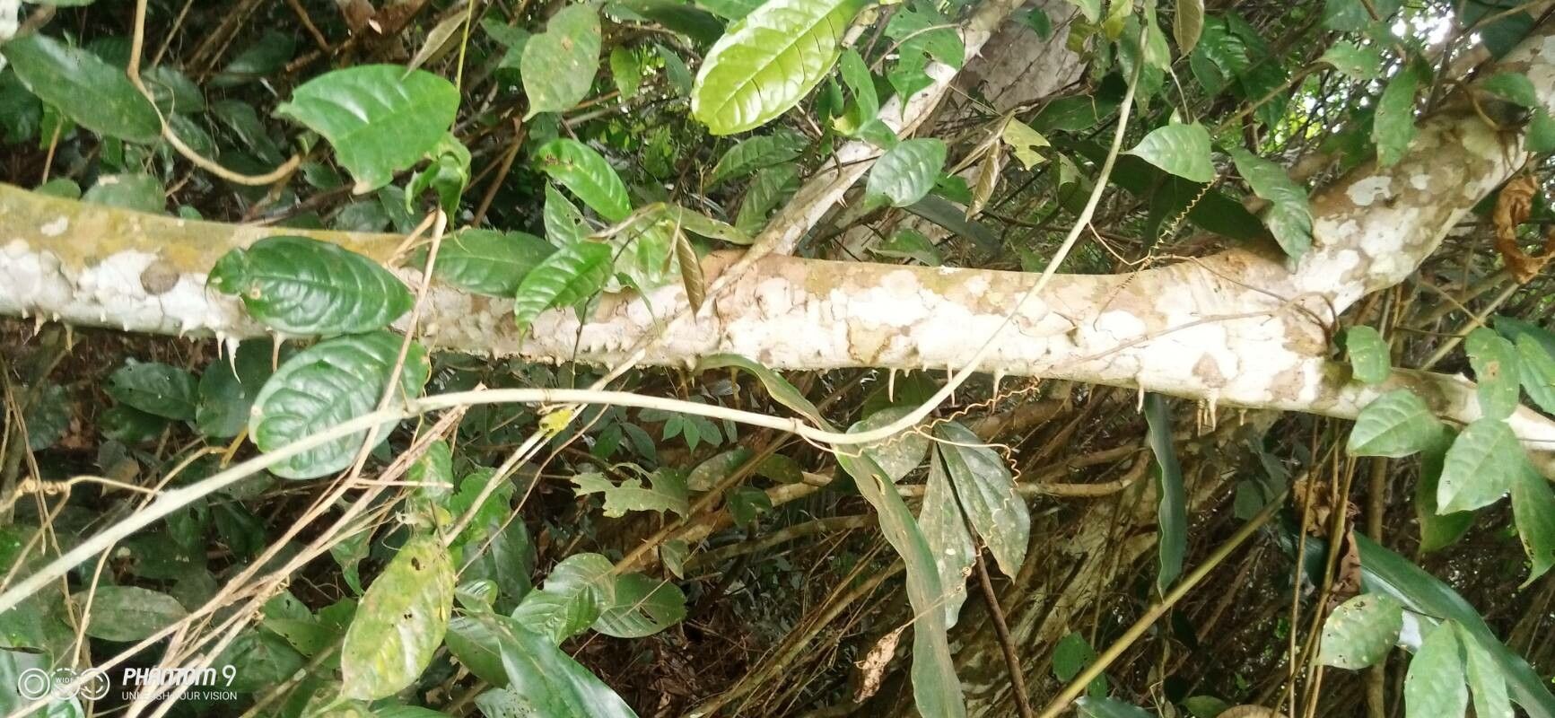 Macaranga barteri bark